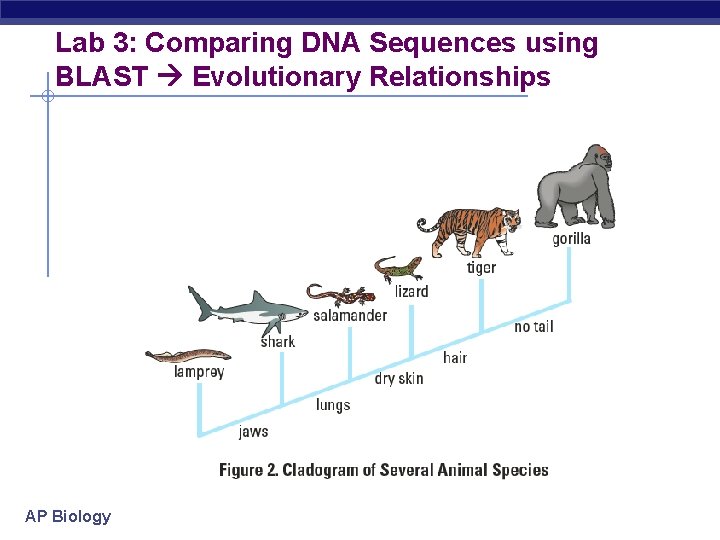 Lab 3: Comparing DNA Sequences using BLAST Evolutionary Relationships AP Biology 