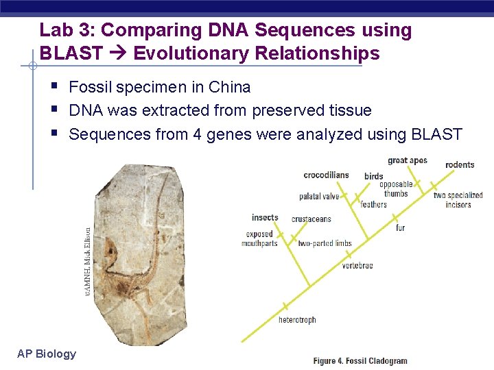 Lab 3: Comparing DNA Sequences using BLAST Evolutionary Relationships § Fossil specimen in China