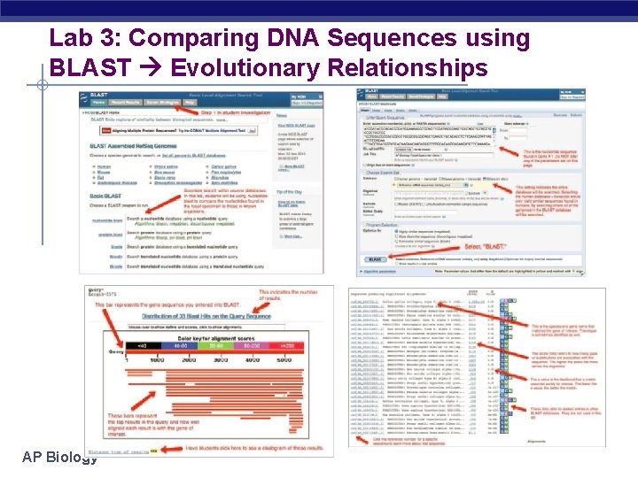 Lab 3: Comparing DNA Sequences using BLAST Evolutionary Relationships AP Biology 