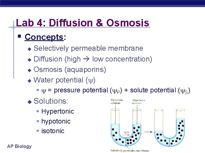 Lab 4: Diffusion & Osmosis § Concepts: Selectively permeable membrane u Diffusion (high low