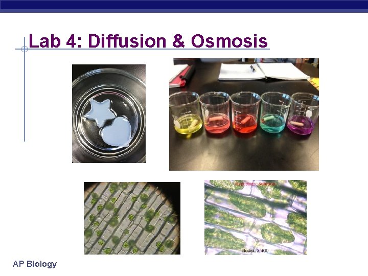Lab 4: Diffusion & Osmosis AP Biology 