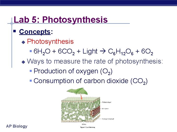 Lab 5: Photosynthesis § Concepts: Photosynthesis § 6 H 2 O + 6 CO