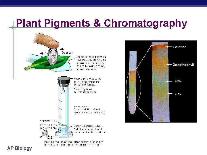 Plant Pigments & Chromatography AP Biology 