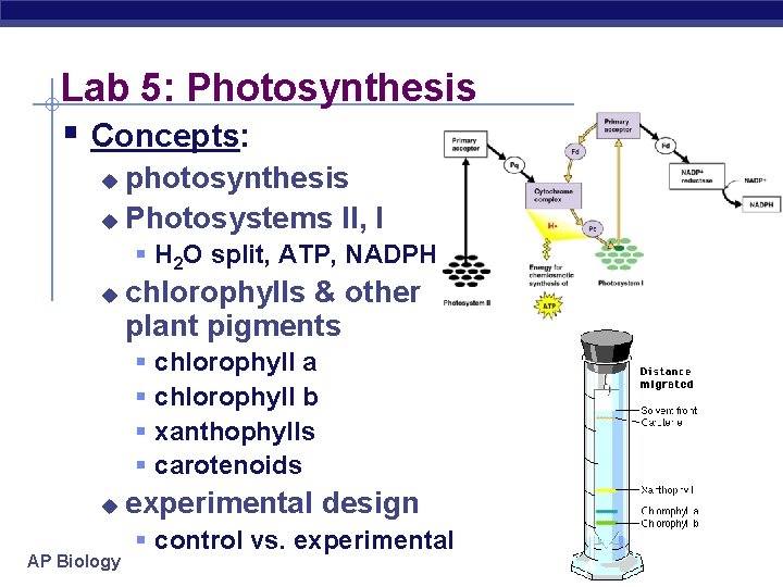 Lab 5: Photosynthesis § Concepts: photosynthesis u Photosystems II, I u § H 2