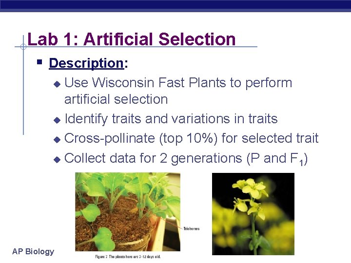 Lab 1: Artificial Selection § Description: Use Wisconsin Fast Plants to perform artificial selection