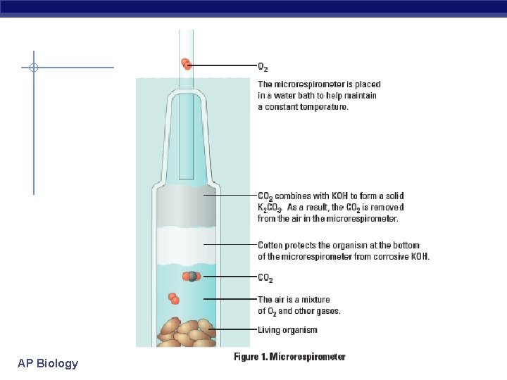 AP Biology 