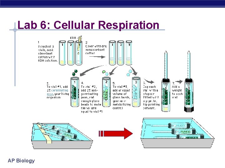 Lab 6: Cellular Respiration AP Biology 