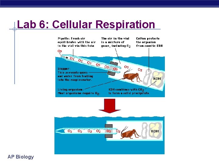 Lab 6: Cellular Respiration AP Biology 