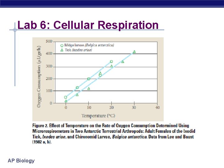 Lab 6: Cellular Respiration AP Biology 