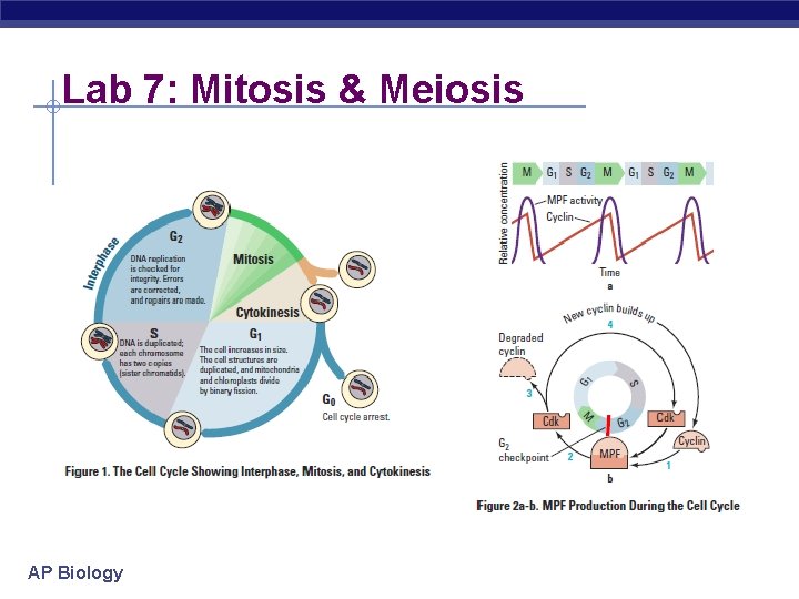 Lab 7: Mitosis & Meiosis AP Biology 