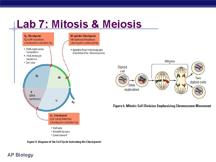 Lab 7: Mitosis & Meiosis AP Biology 