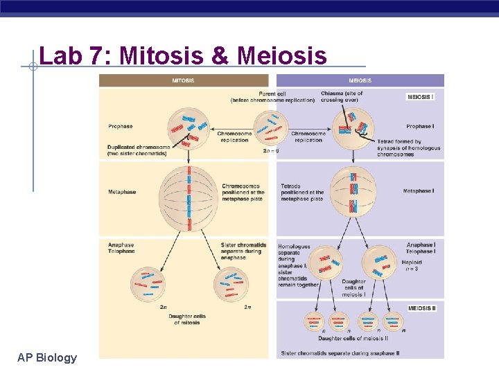 Lab 7: Mitosis & Meiosis AP Biology 