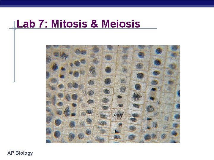 Lab 7: Mitosis & Meiosis AP Biology 