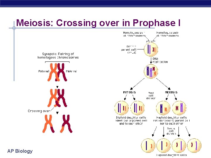 Meiosis: Crossing over in Prophase I AP Biology 