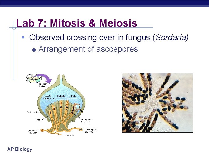 Lab 7: Mitosis & Meiosis § Observed crossing over in fungus (Sordaria) u Arrangement