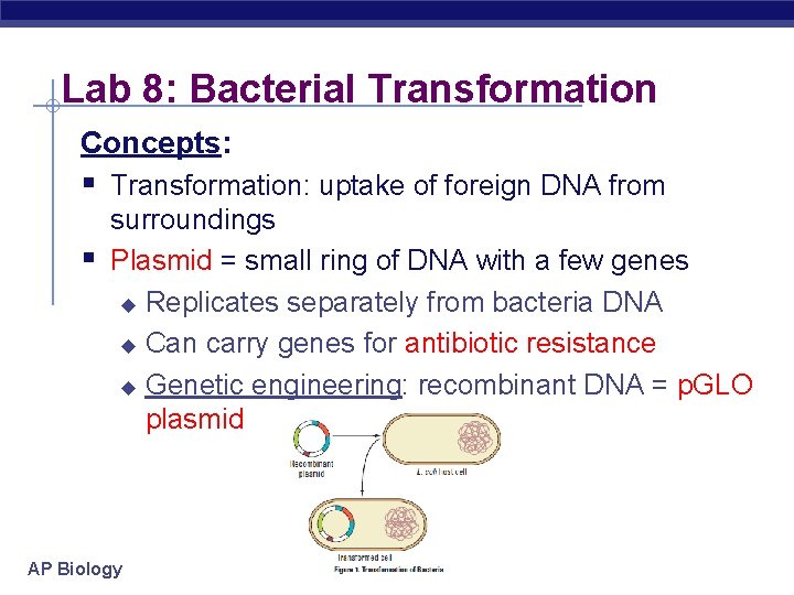 Lab 8: Bacterial Transformation Concepts: § Transformation: uptake of foreign DNA from § surroundings