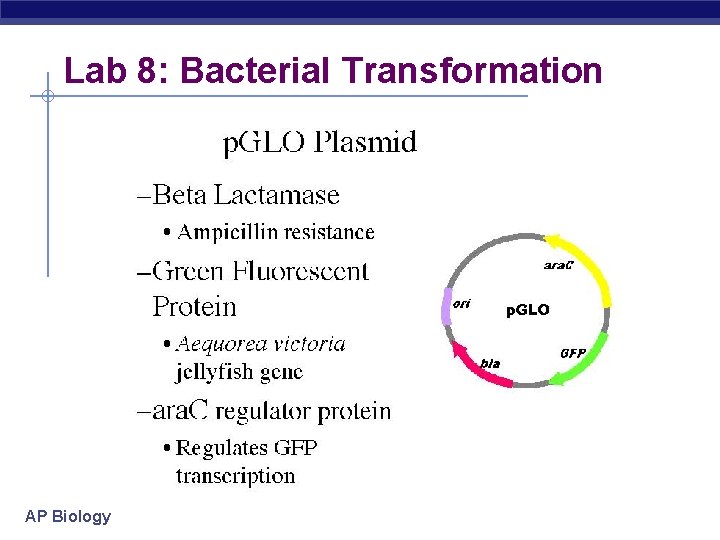 Lab 8: Bacterial Transformation AP Biology 