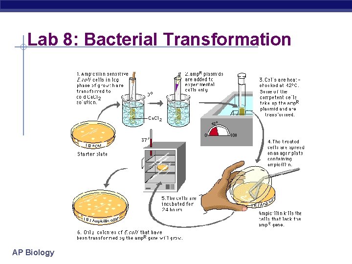 Lab 8: Bacterial Transformation AP Biology 