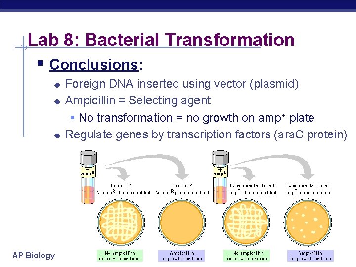 Lab 8: Bacterial Transformation § Conclusions: u u u AP Biology Foreign DNA inserted