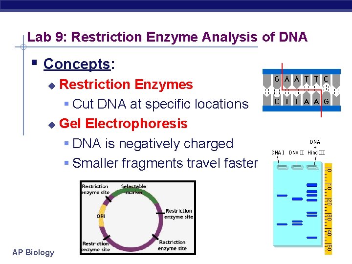 Lab 9: Restriction Enzyme Analysis of DNA § Concepts: Restriction Enzymes § Cut DNA