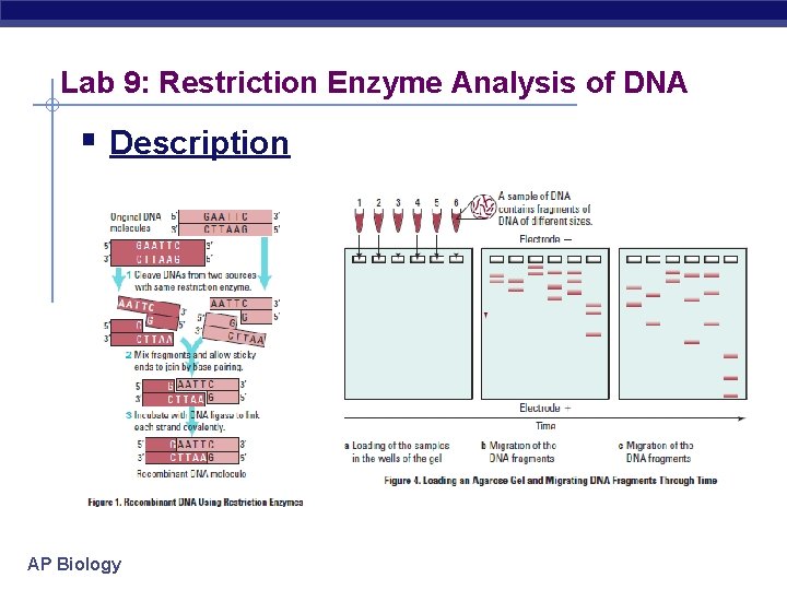 Lab 9: Restriction Enzyme Analysis of DNA § Description AP Biology 