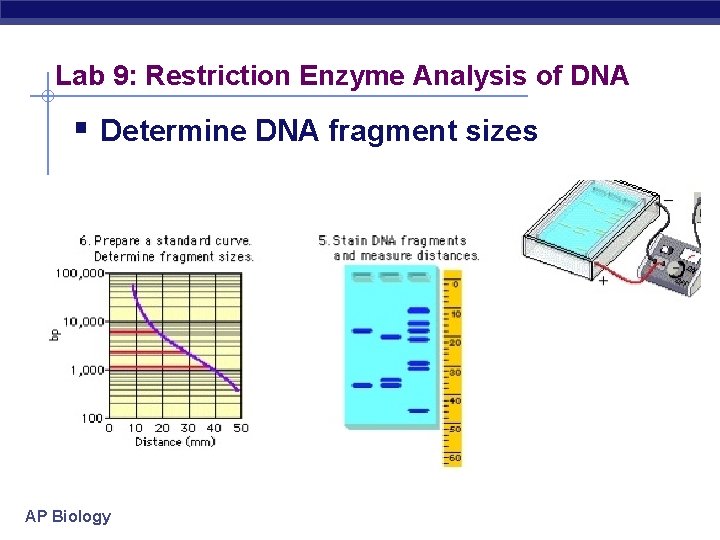 Lab 9: Restriction Enzyme Analysis of DNA § Determine DNA fragment sizes AP Biology