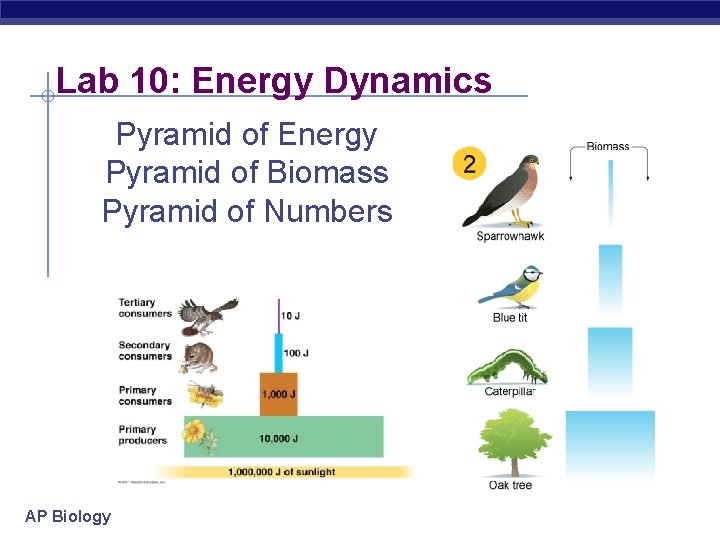 Lab 10: Energy Dynamics Pyramid of Energy Pyramid of Biomass Pyramid of Numbers AP