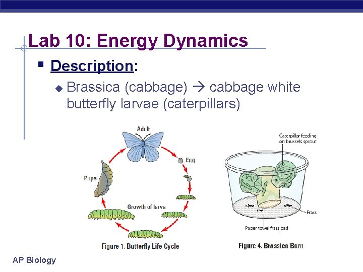 Lab 10: Energy Dynamics § Description: u AP Biology Brassica (cabbage) cabbage white butterfly