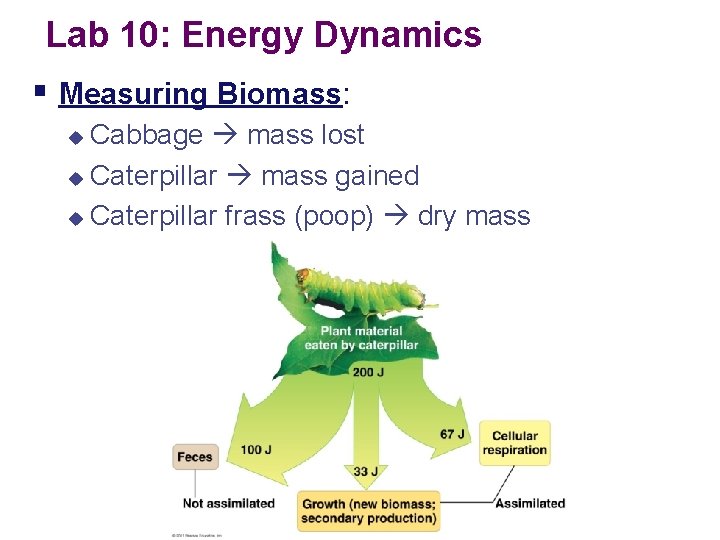 Lab 10: Energy Dynamics § Measuring Biomass: Cabbage mass lost u Caterpillar mass gained