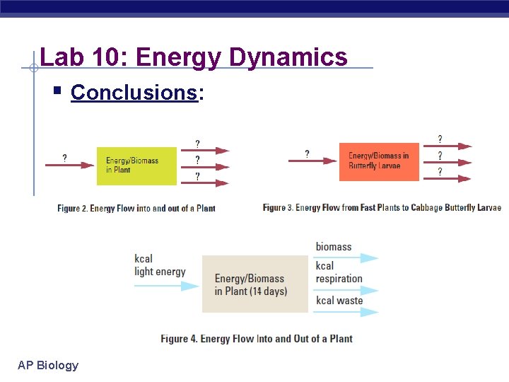 Lab 10: Energy Dynamics § Conclusions: AP Biology 