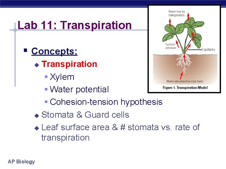 Lab 11: Transpiration § Concepts: Transpiration § Xylem § Water potential § Cohesion-tension hypothesis