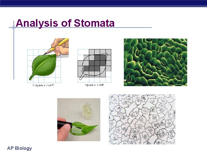 Analysis of Stomata AP Biology 