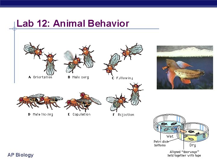 Lab 12: Animal Behavior AP Biology 