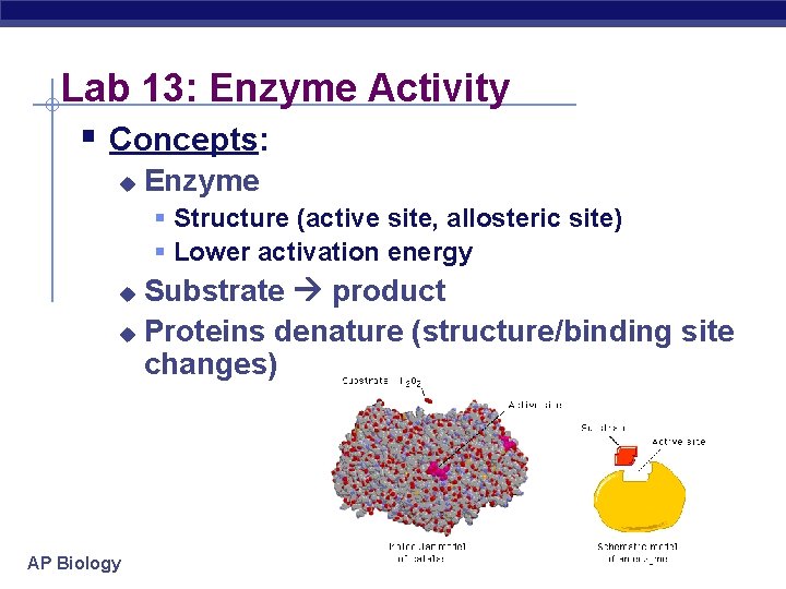 Lab 13: Enzyme Activity § Concepts: u Enzyme § Structure (active site, allosteric site)