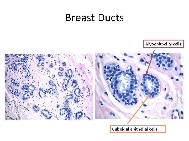 Breast Ducts Myoepithelial cells Cuboidal epithelial cells 