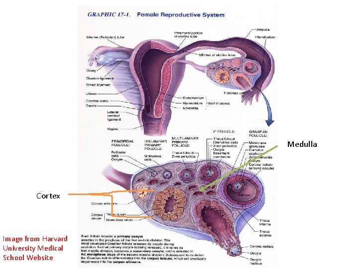 Medulla Cortex Image from Harvard University Medical School Website 
