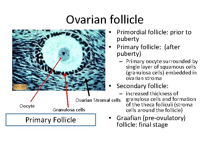 Ovarian follicle • Primordial follicle: prior to puberty • Primary follicle: (after puberty) –