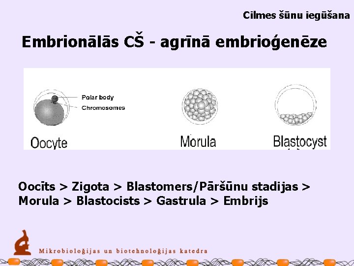 Cilmes šūnu iegūšana Embrionālās CŠ - agrīnā embrioģenēze Oocīts > Zigota > Blastomers/Pāršūnu stadijas