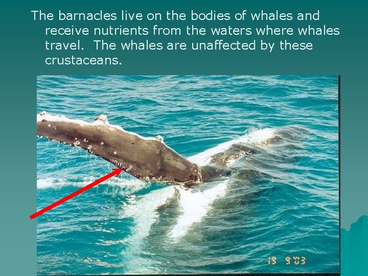 The barnacles live on the bodies of whales and receive nutrients from the waters