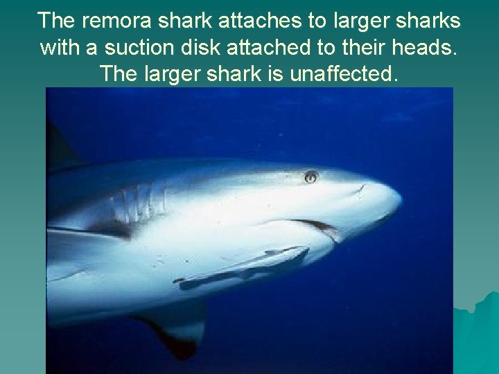 The remora shark attaches to larger sharks with a suction disk attached to their