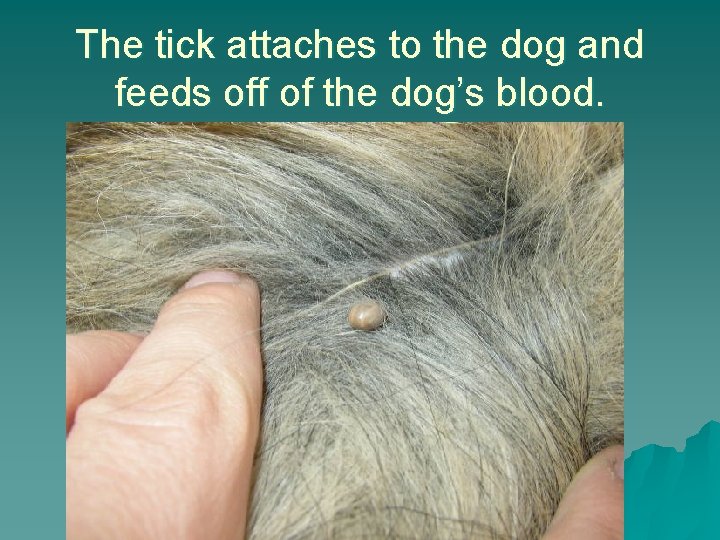 The tick attaches to the dog and feeds off of the dog’s blood. 