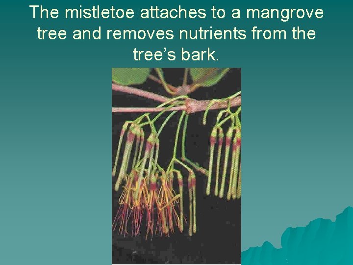 The mistletoe attaches to a mangrove tree and removes nutrients from the tree’s bark.