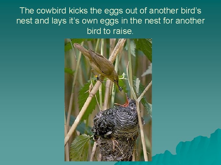 The cowbird kicks the eggs out of another bird’s nest and lays it’s own