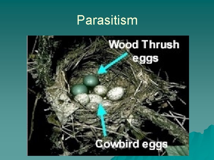 Parasitism 