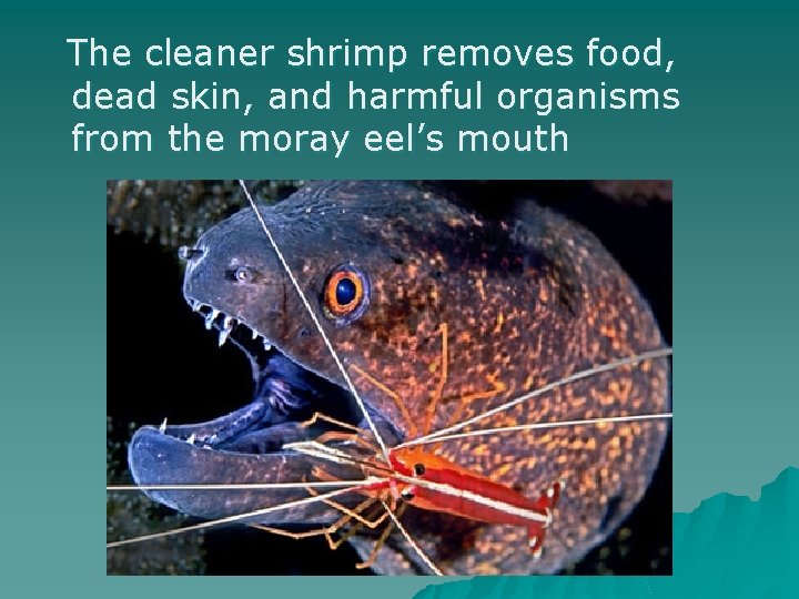 The cleaner shrimp removes food, dead skin, and harmful organisms from the moray eel’s