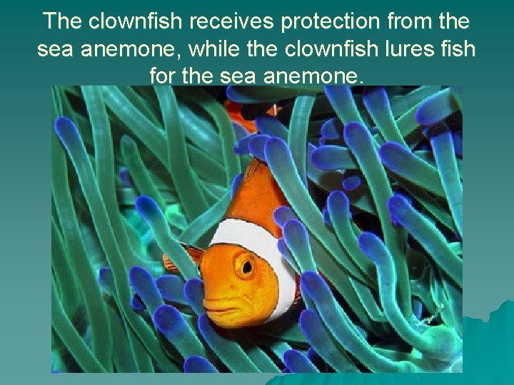 The clownfish receives protection from the sea anemone, while the clownfish lures fish for
