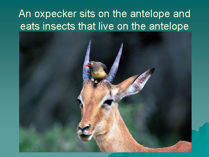 An oxpecker sits on the antelope and eats insects that live on the antelope