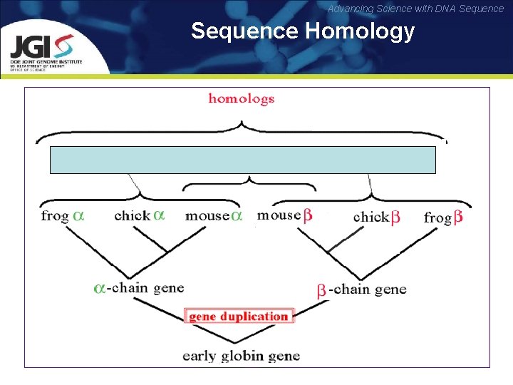 Advancing Science with DNA Sequence Homology Two sequences are homologous, if there existed a