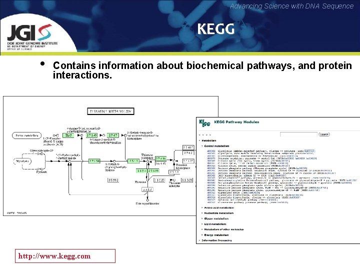 Advancing Science with DNA Sequence KEGG • Contains information about biochemical pathways, and protein