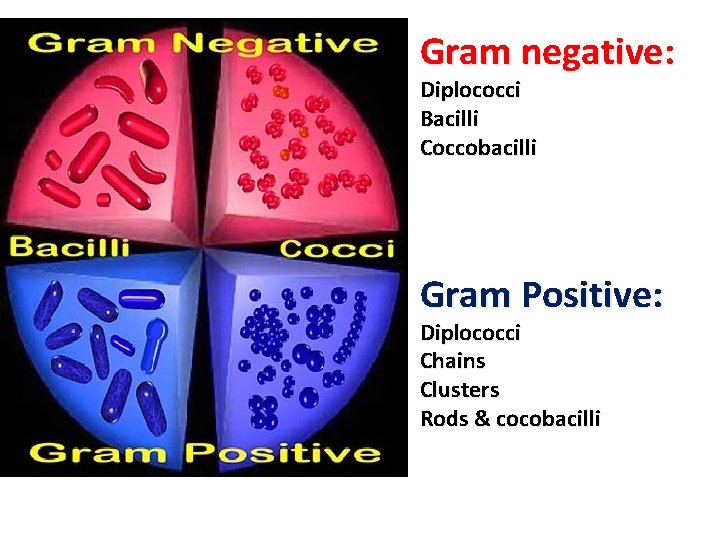 Gram negative: Diplococci Bacilli Coccobacilli Gram Positive: Diplococci Chains Clusters Rods & cocobacilli 